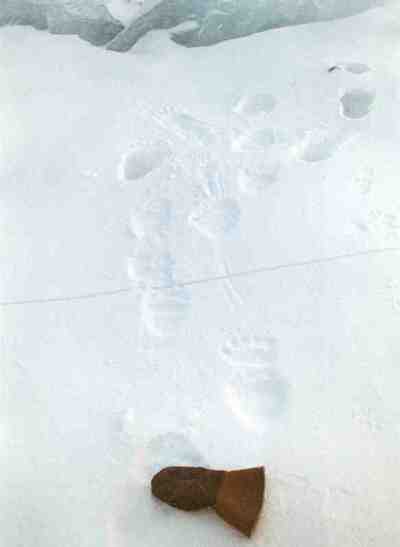 Polar bear tracks